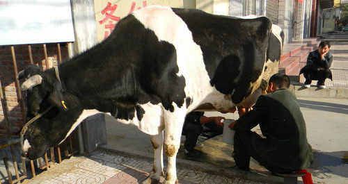 牛奶現擠現賣 市民爭相購買