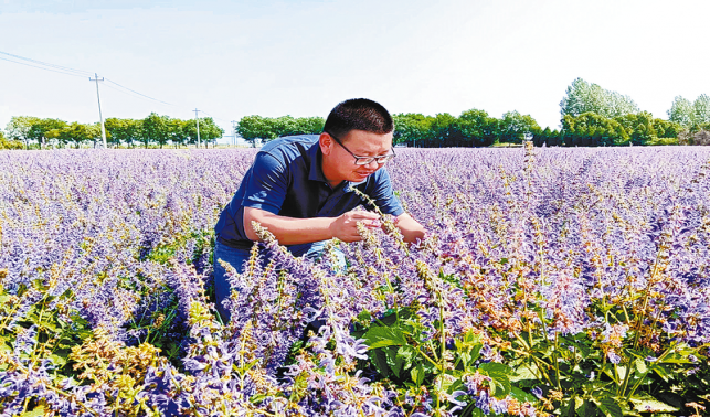 商洛丹參：秦嶺藥庫(kù)的“紅色瑰寶”