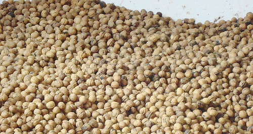 核桃價(jià)格創(chuàng)歷史新高