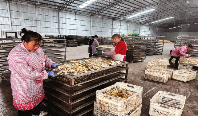 小小天麻片 富民大產(chǎn)業(yè)