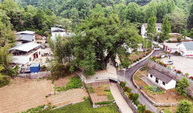 古樹(shù)名木受保護(hù) 堯夫古柳煥生機(jī)