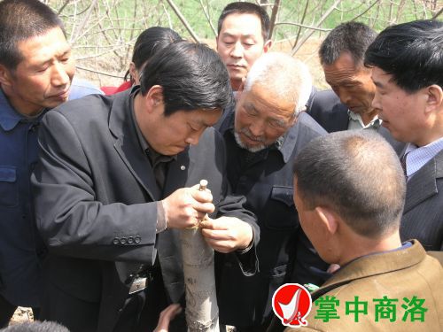 農業專家陳新樂(左二)在丹鳳縣棣花鎮兩嶺村指導核桃高接換優嫁接技術