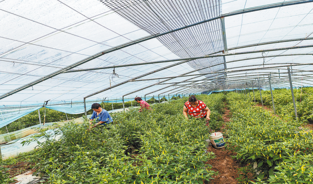 景興村 村企聯營產業興