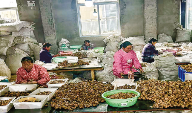 核桃香里話(huà)增收