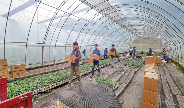 保安鎮(zhèn)草莓苗俏銷(xiāo)外省