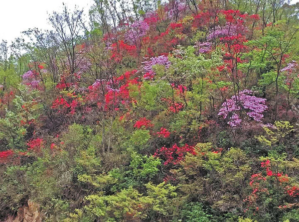 腰莊林場(chǎng)的前世今生