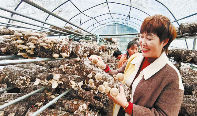 小菌菇撐開“致富傘”