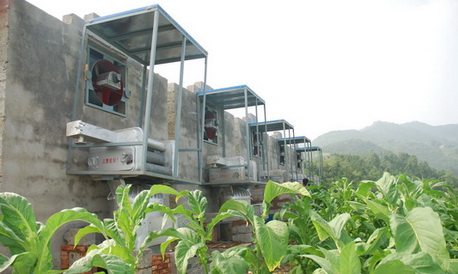 柞水煙農(nóng)喜獲豐收