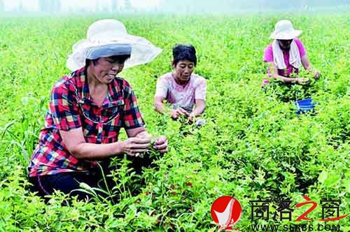 群眾采摘金銀花