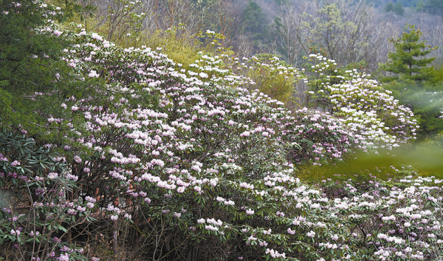 杜鵑花海惹人醉