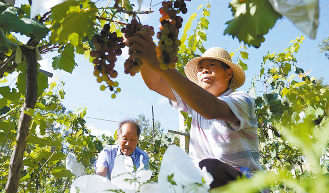 玉筍山下的葡萄熟了