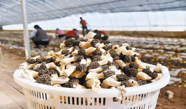 蹚出生態農業強鎮之路