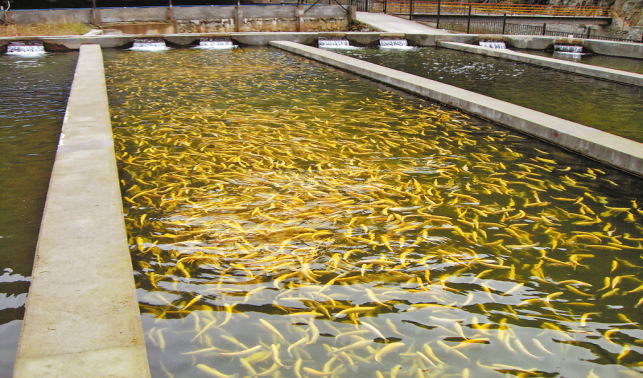 立足生態資源優勢 發展特色冷水魚產業